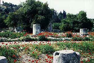 Poppies in the Ruins