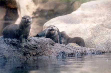 Hungry Otters